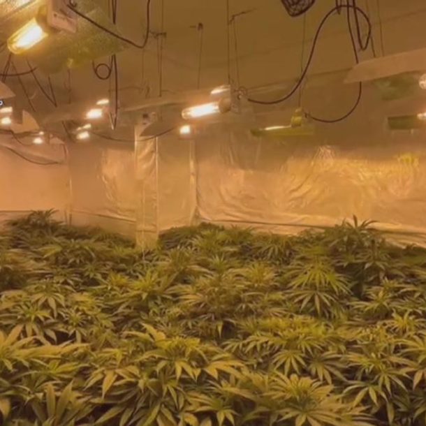 Más de 30 detenidos de dos redes que exportaban droga a Europa desde la Marina Baixa