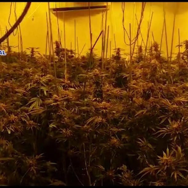 Quince detenidos de una red que okupaba casas en la Marina Baixa para cultivar marihuana